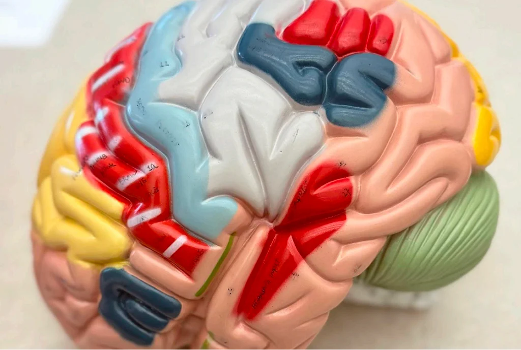 Colorful anatomical brain model with distinct regions in red, blue, yellow, and green to illustrate different brain areas. Educational and detailed.