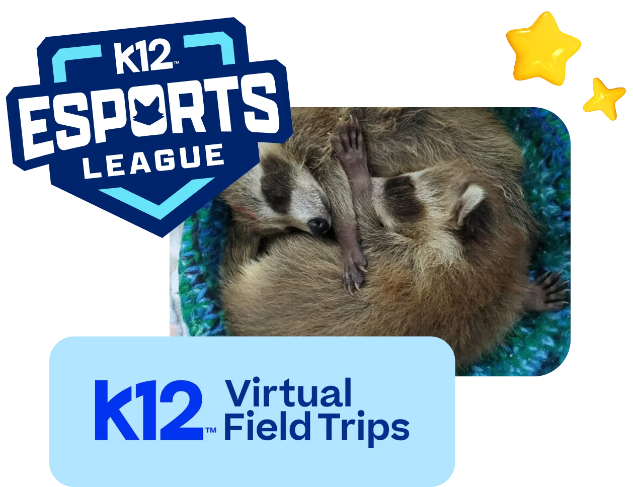 A cute pair of sleeping raccoons is nestled together on a blue blanket. The image features a "K12 Esports League" logo and the text "Virtual Field Trips" with stars adding a playful touch.
