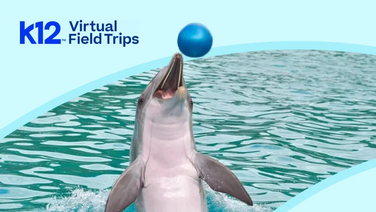 Dolphin performing with a blue ball above the water, featured in a K12 Virtual Field Trips promotion that highlights engaging virtual learning experiences and educational exploration.